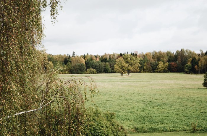 How to plant a birch tree