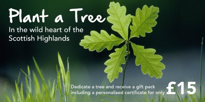 Plant a tree as a gift