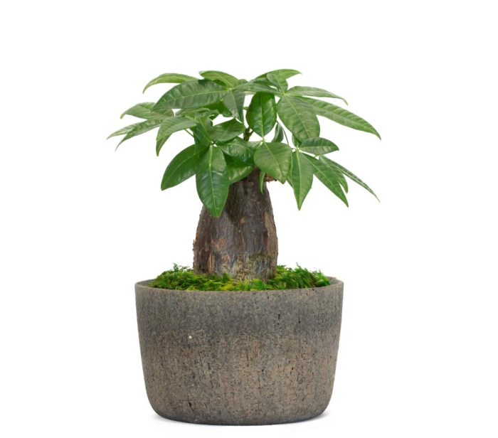 Money tree plant lowes