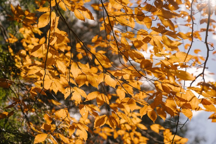 How to plant a birch tree