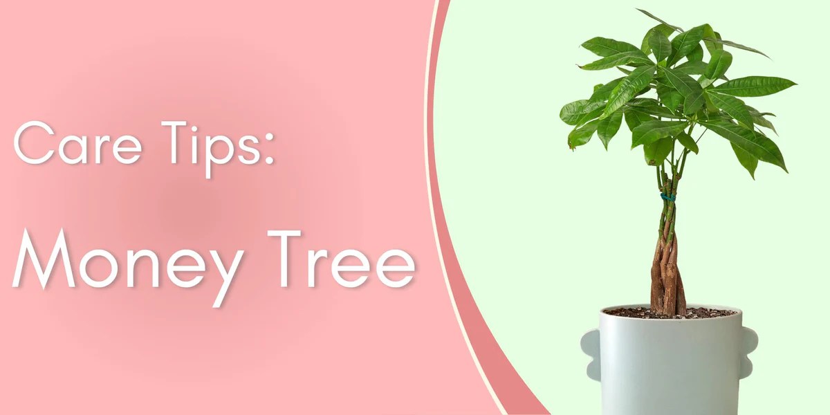 The money tree plant care