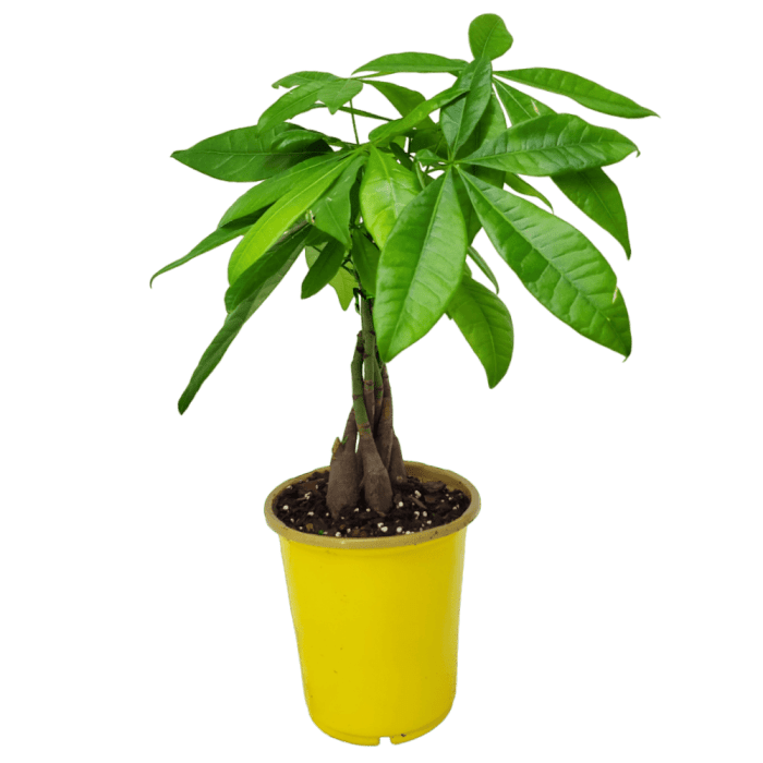 Money tree plant lowes