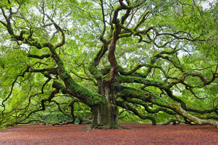 Plant live oak tree