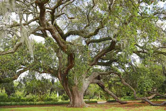 Oak agrifolia quercus live california tree wikimedia coastal seeds growth wikipedia