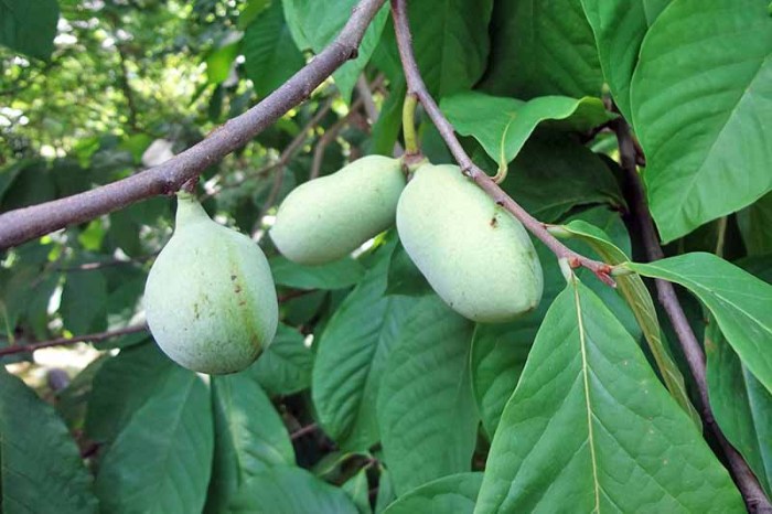 Pawpaw growing seldom dug transplant second gardenerspath gardener