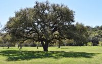 Plant live oak tree