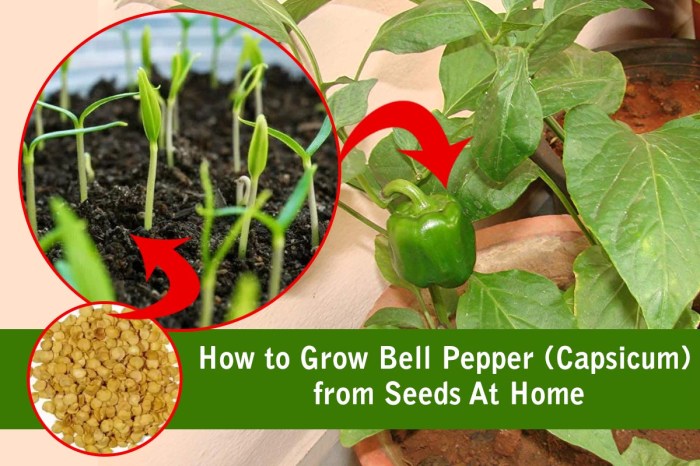 Peppers containers bell pots coltivare peperoni dolci planting vasi contenitori dengarden