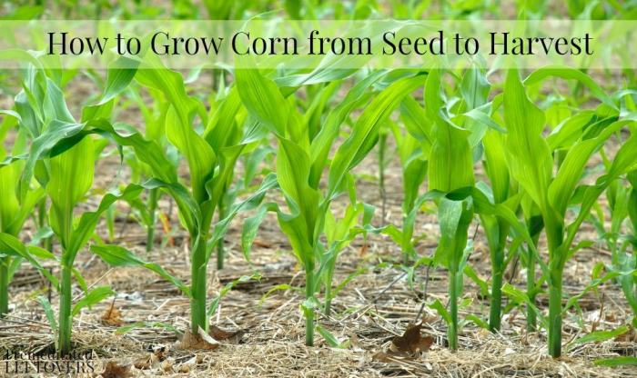 How to plant corn seeds