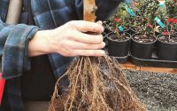 How to plant bare root tree