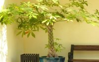 Money tree plant toxic