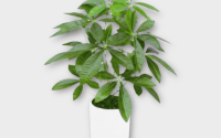 Where to buy a money tree plant