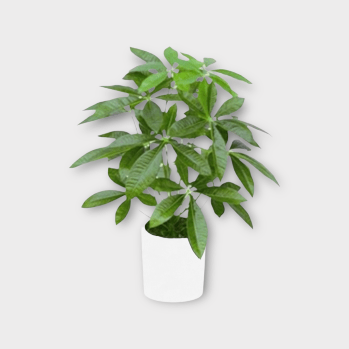 Where to buy a money tree plant