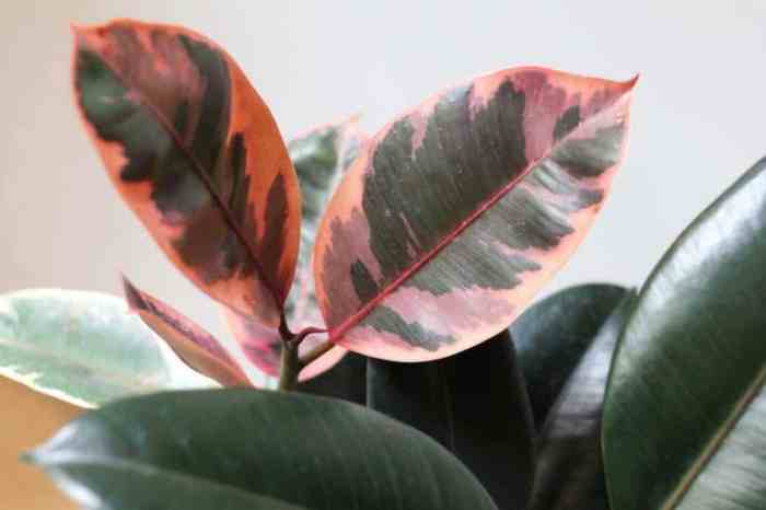 Purple rubber tree plant