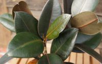 A rubber tree plant