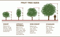 How far to plant fruit trees apart