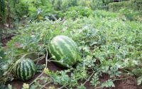 How to plant watermelon from seeds