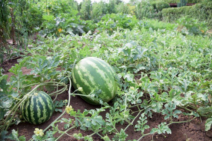 How to plant watermelon from seeds