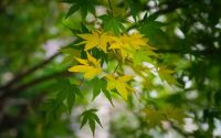 When to plant maple tree