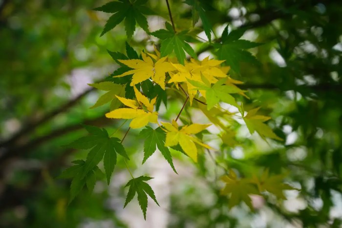 When to plant maple tree