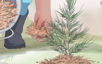 How to plant cedar trees