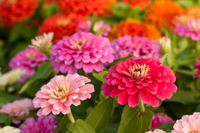 How late can you plant zinnia seeds