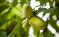 Where to plant a pawpaw tree