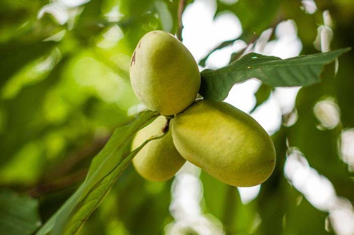 Where to plant a pawpaw tree