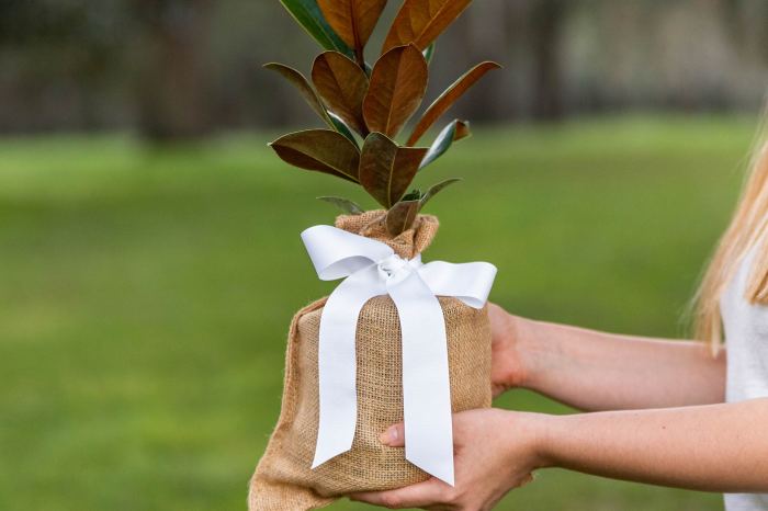 Plant a tree as a gift