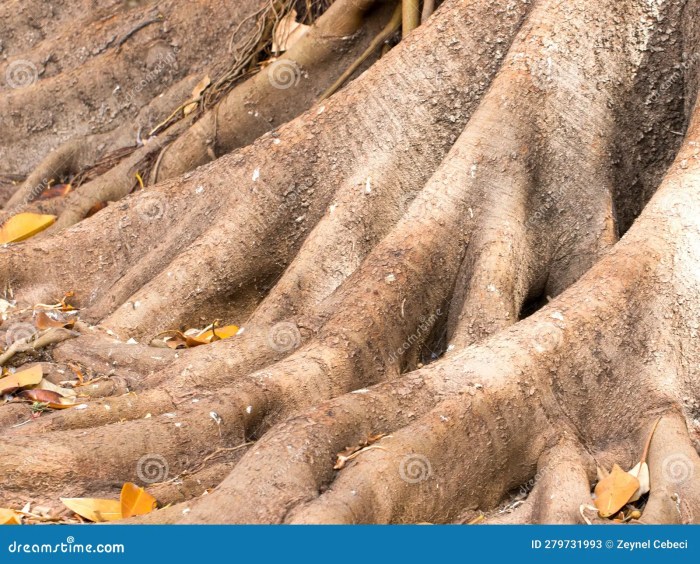 Rubber tree plant roots