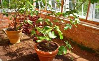 Fig tree plant indoor