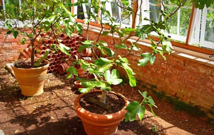 Fig tree plant indoor