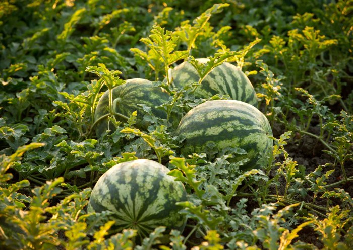 How to plant watermelon from seeds