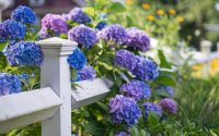 When to plant a hydrangea tree