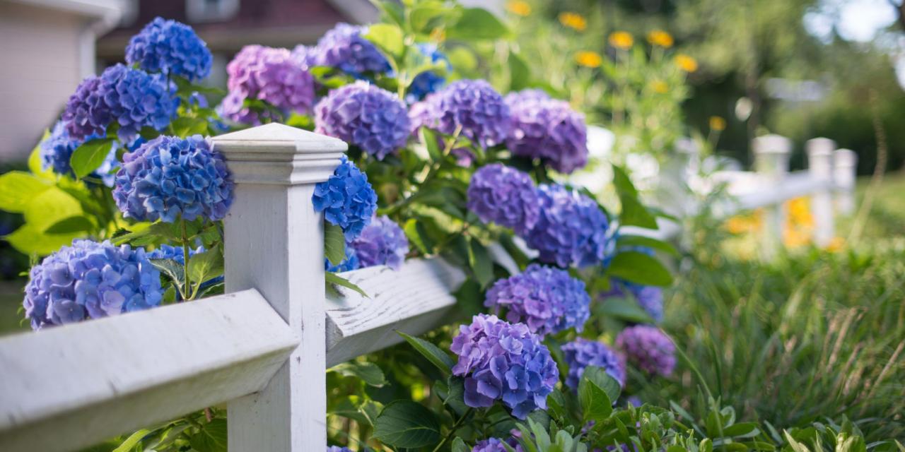 When to plant a hydrangea tree