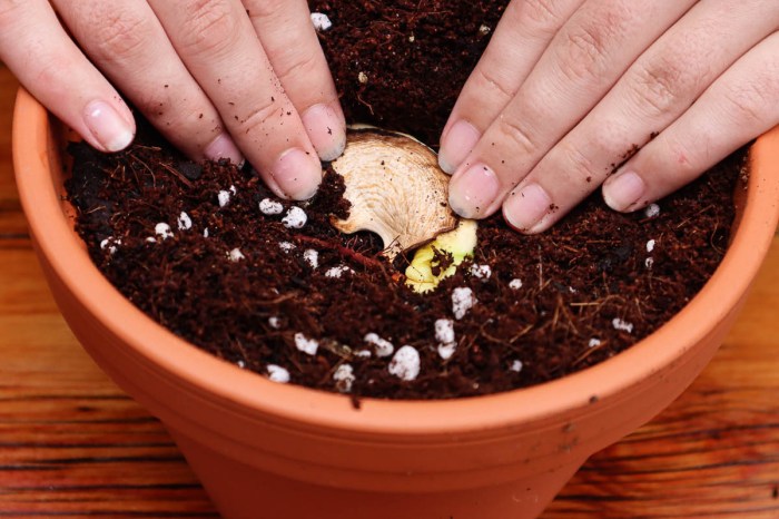 How to plant mango seed