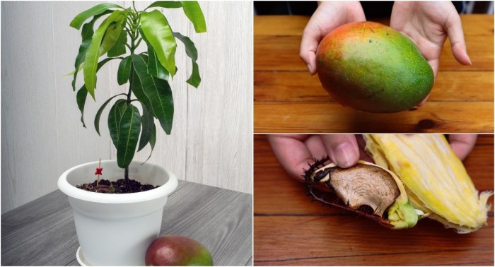 How to plant mango seed