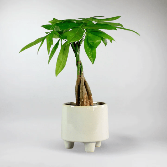 Where to buy a money tree plant