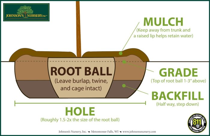 Steps to plant a tree