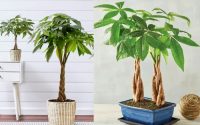 The money tree plant care