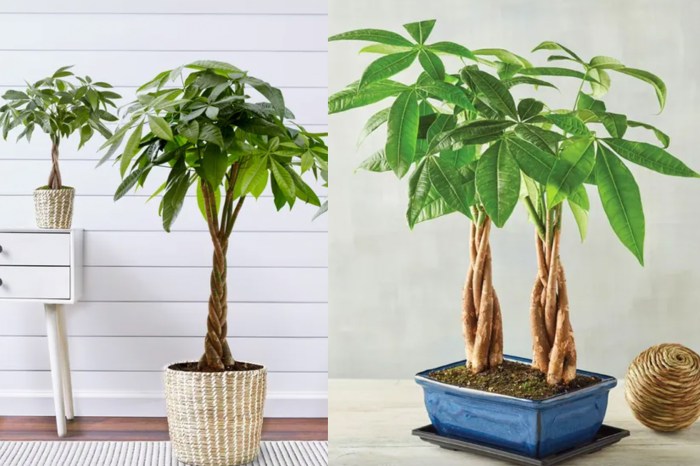 The money tree plant care