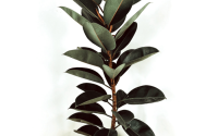 Ficus elastica robusta