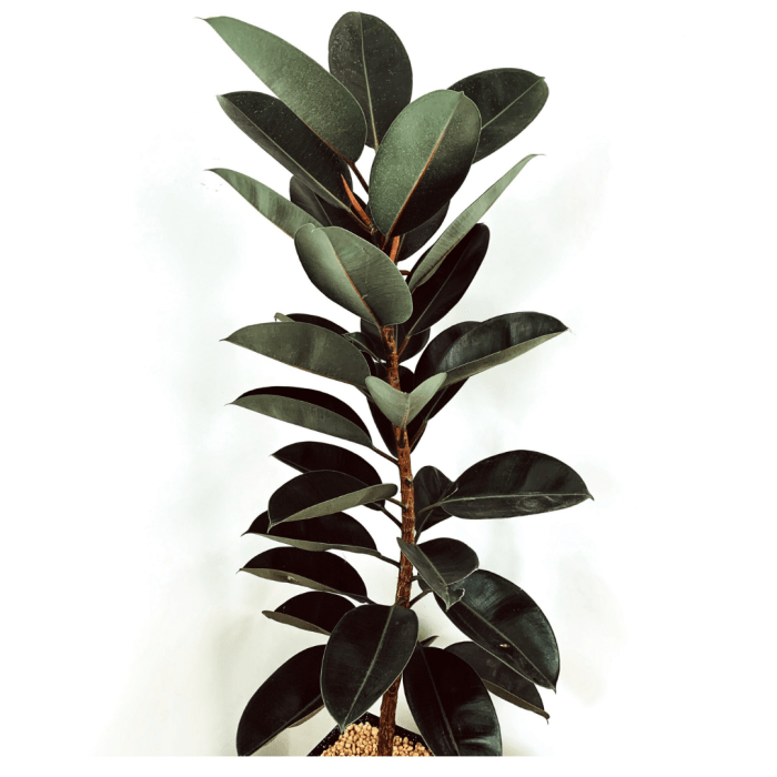 Ficus elastica robusta