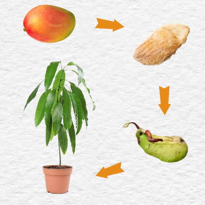 Mango seed plant growing seeds fruits first plants indoors leaves