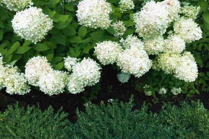 Hydrangea oakleaf quercifolia types hydrangeas flowers leaves varieties type plant like shrub blooms most munchkin white arborescens beautiful common guide