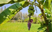 Banana tree plant nearby